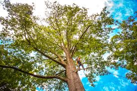 Best Pest Control for Lawns  in Narrows, VA