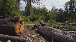 How Our Tree Care Process Works  in  Narrows, VA