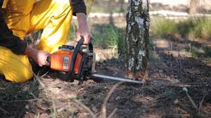 Best Lawn Disease Treatment  in Narrows, VA