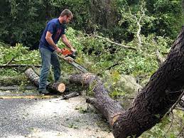 Best Palm Tree Trimming  in Narrows, VA