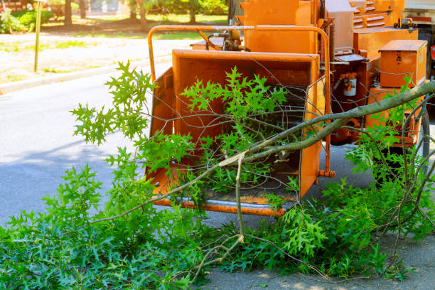 Best Lawn Drainage Solutions  in Narrows, VA