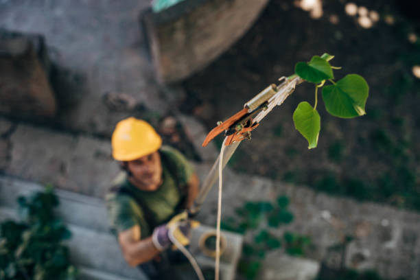 Best Hazardous Tree Removal  in Narrows, VA