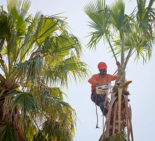 Trusted Narrows, VA Tree Services Experts