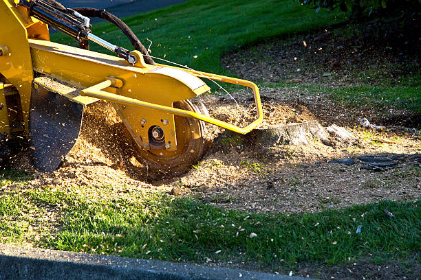 Best Lawn Pest Prevention  in Narrows, VA