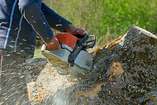 Best Tree Preservation Services  in Narrows, VA