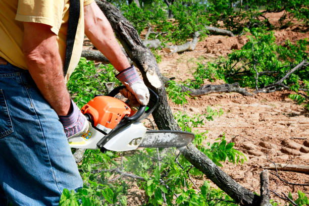 Best Tree Health Inspection  in Narrows, VA