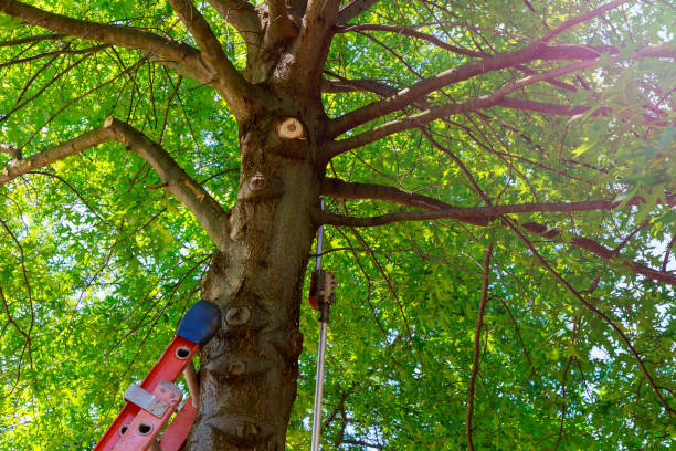 Best Root Management and Removal  in Narrows, VA